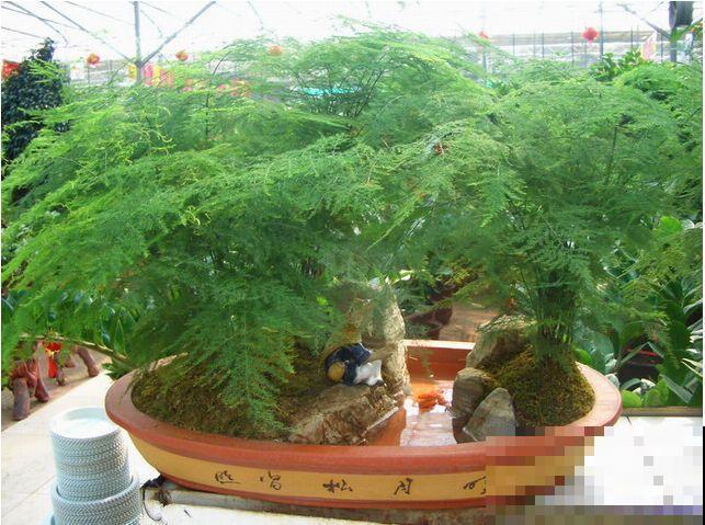 别人家的文竹，夏天都是“小森林”，羡慕啊！