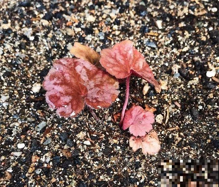 10种花扦插技巧，没事的时候插两盆，多到阳台都放不开！