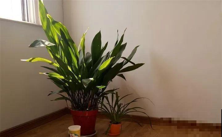 80种耐阴花，光线不好照样养的活，新手的救星！