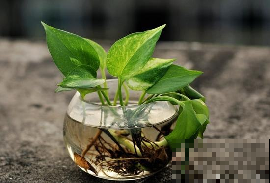 土培绿萝水一多就烂根，而水培的就没事，尴尬了！