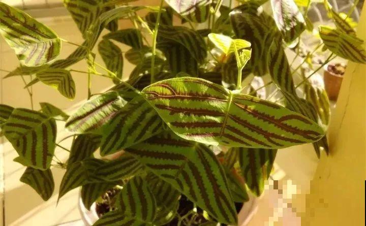 80种耐阴花，光线不好照样养的活，新手的救星！