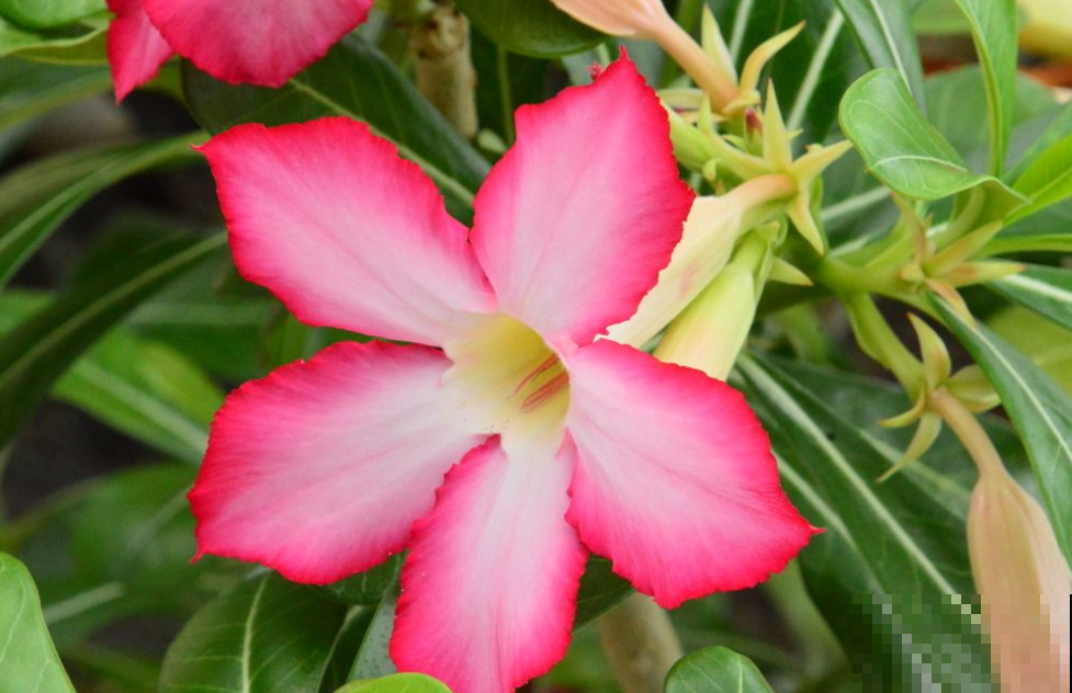 沙漠玫瑰成光杆？饿几顿喷点它，花芽猛蹿！