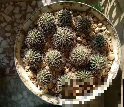 仙人球开花秘籍，适当懒一点，颜色艳丽个头比拳大！