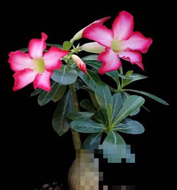夏天养花就养它，一养10多年，茬茬都开花！