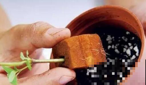 每次扦插都倍受打击？那是因为你没用小海绵，一块就能扦插满屋！