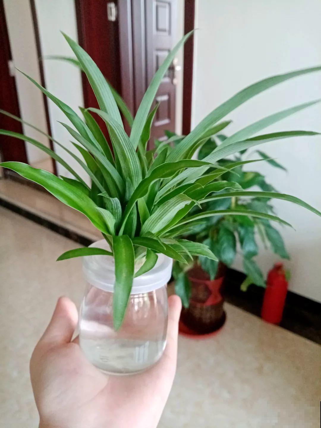这12种花，夏天直接扔水里，蹭蹭长个开花拦不住！