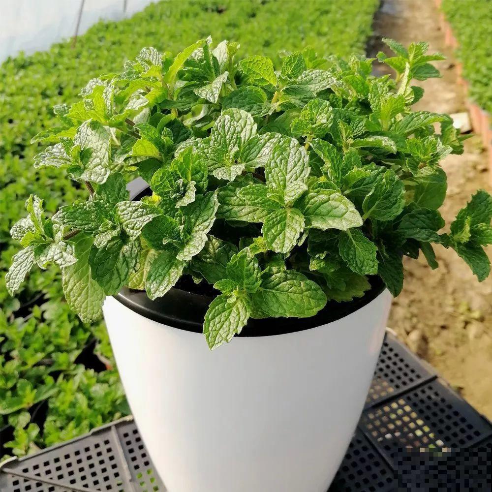 这花就得多喝水，1天1瓢水，轻轻松松养爆盆！