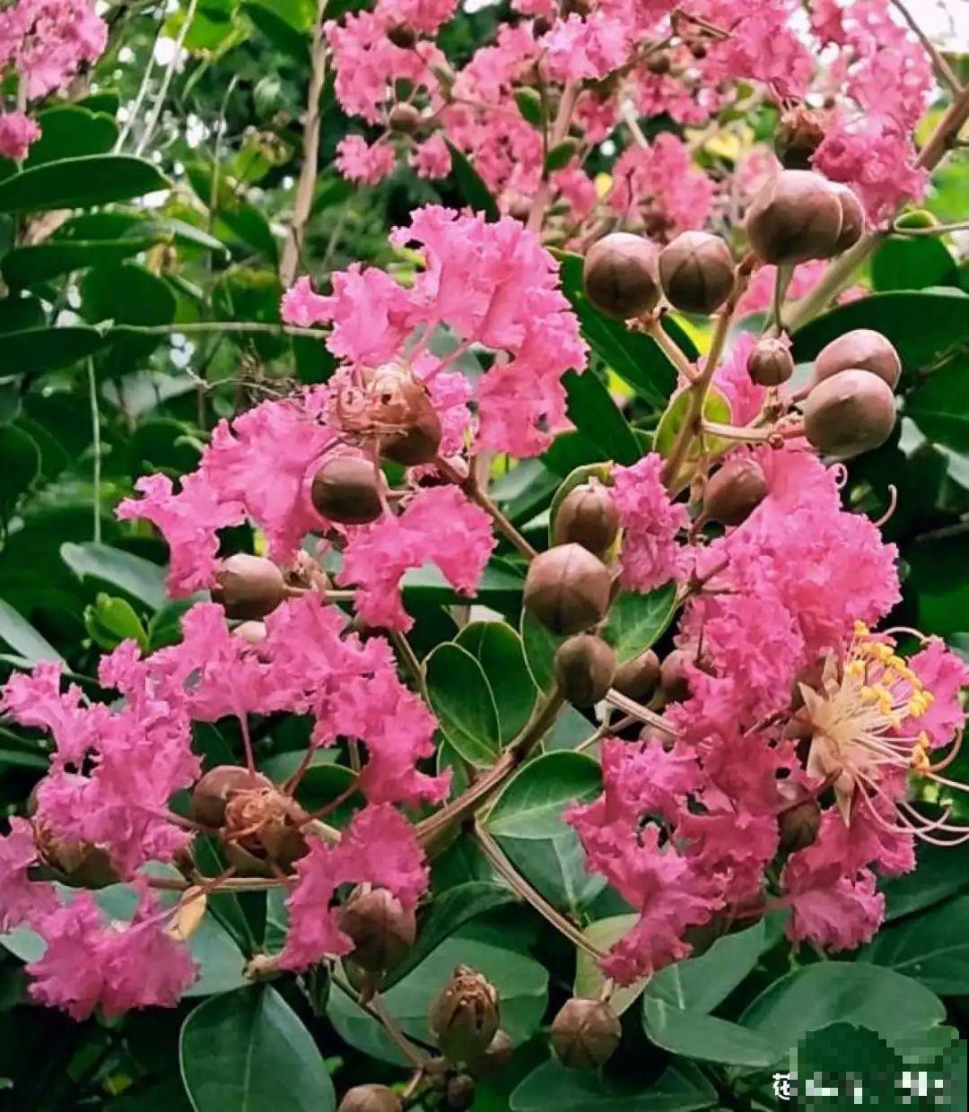 没人要的路边花，他搬回家养成宝，现在谁看了都想要！