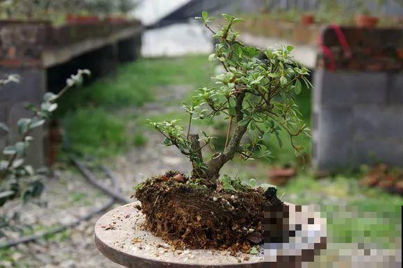 公认难养的花，他花10年时间养成盆景，价值翻倍！