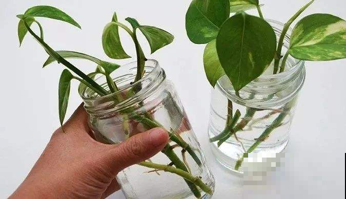 绿萝夏天扦插最省事，有水就生根，一年不用买花了！