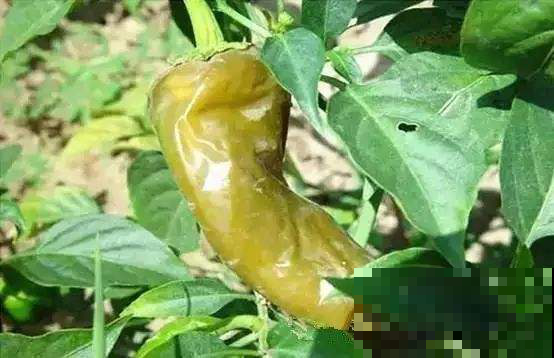 阳台辣椒收获季，却发现全烂光该咋整，只要一招就解决！