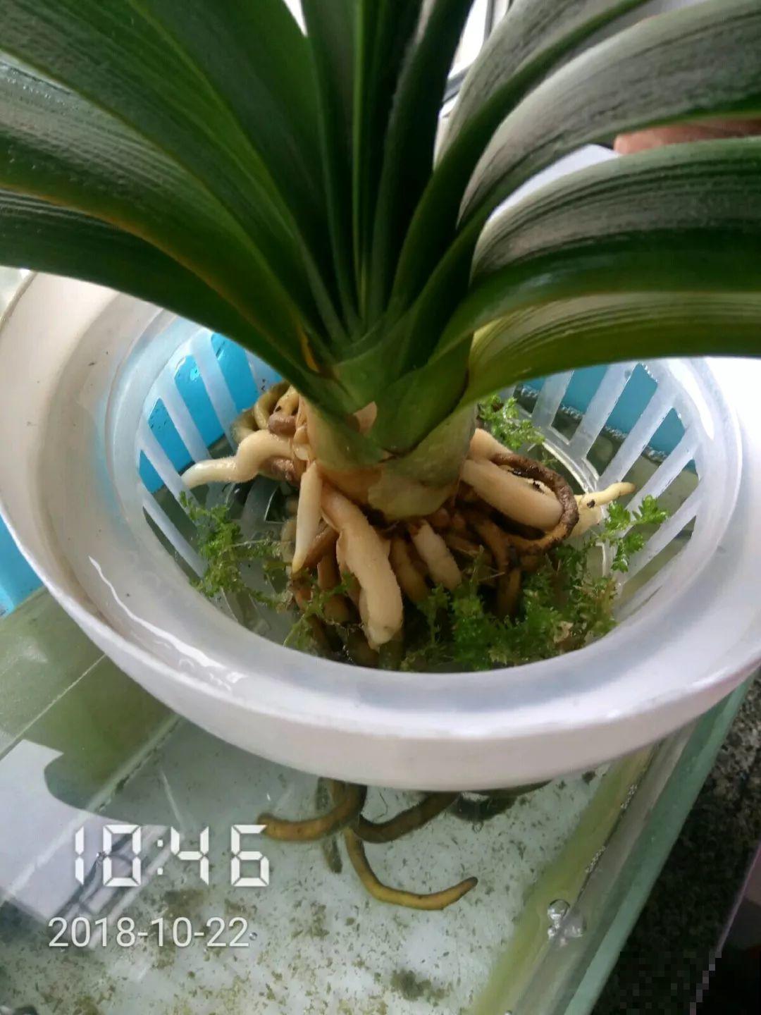 这12种花，夏天直接扔水里，蹭蹭长个开花拦不住！