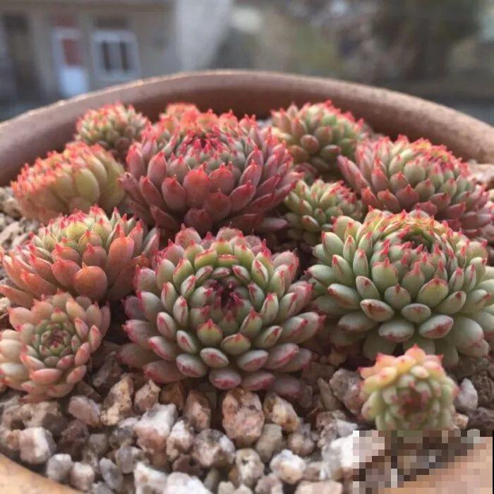 这5种多肉最难养，夏天还没过完就挂，新手慎入！
