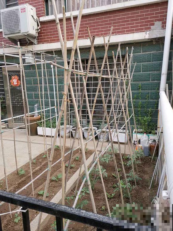 羡慕家里有小菜园的，盛夏季节，通通都爆发！