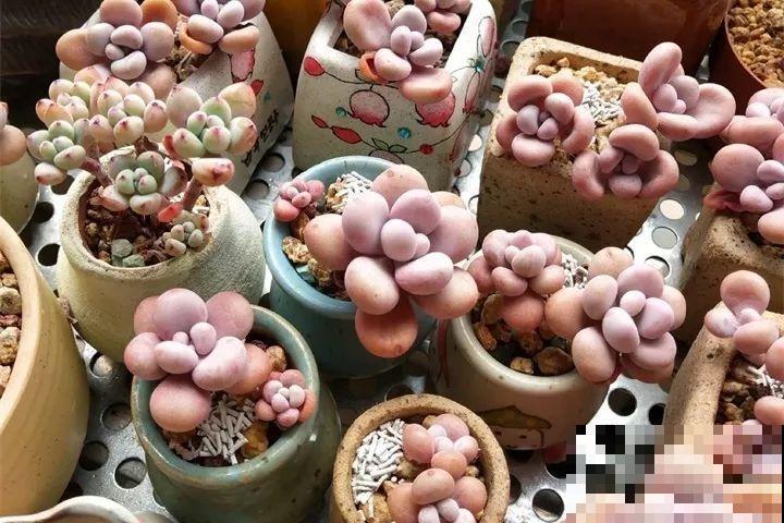 多肉养护大总结，这7点学会了，啥肉都能养得活！