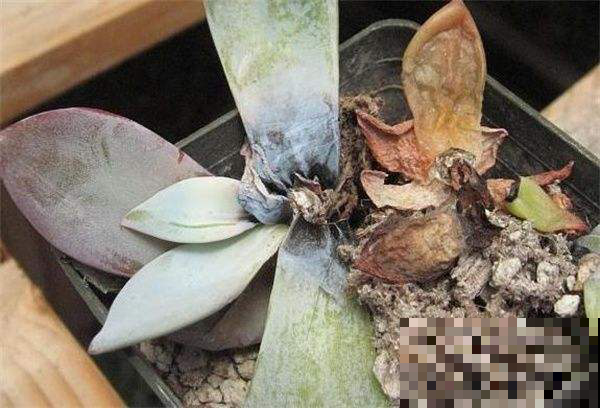 阴雨天养花要当心，这几点做好了，花才不得病、窜得快！