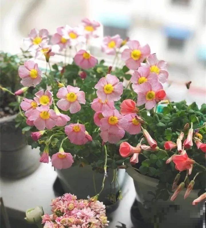 这花埋土里，不用剪就开爆，来年挖出来种球数翻10倍！