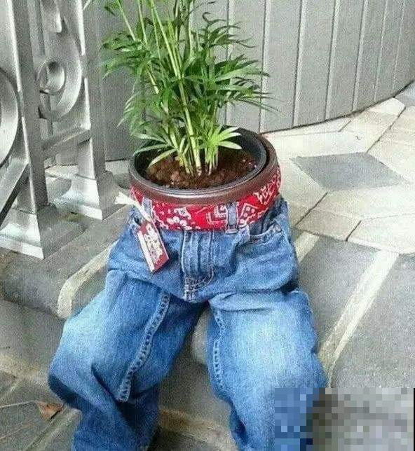 他用这东西养花，把半夜踩点的小偷吓半死，长势旺到不行！