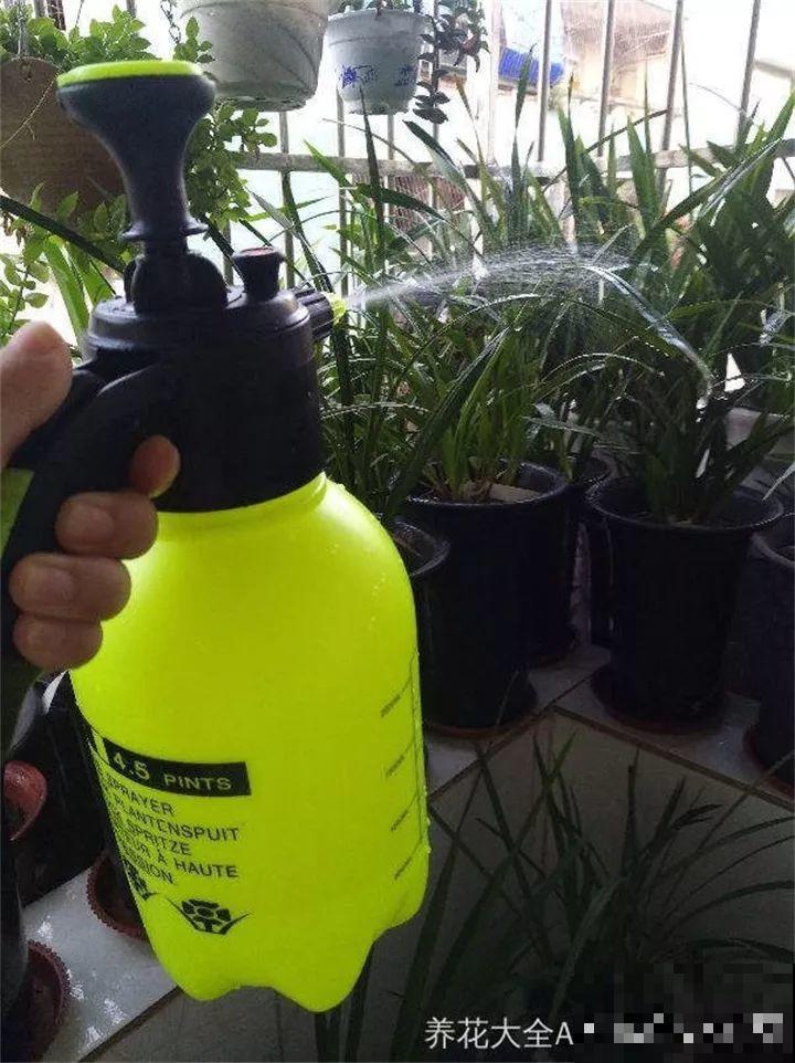 梅雨季节，正是扦插好时候，来年都不用买花了！