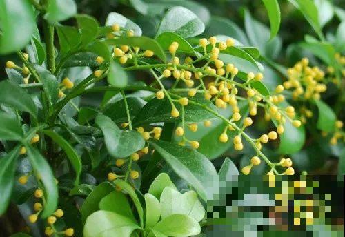 养花的5个好处，堪比人生财富，赚大了！