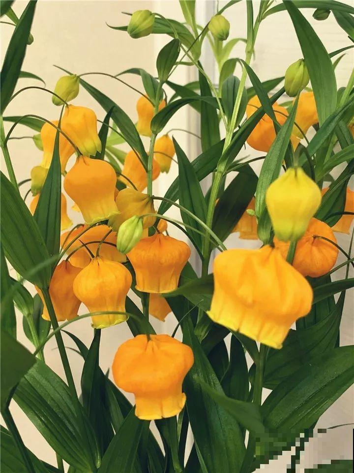 10种花最娇贵，开花如美人，看见就想搬回家！