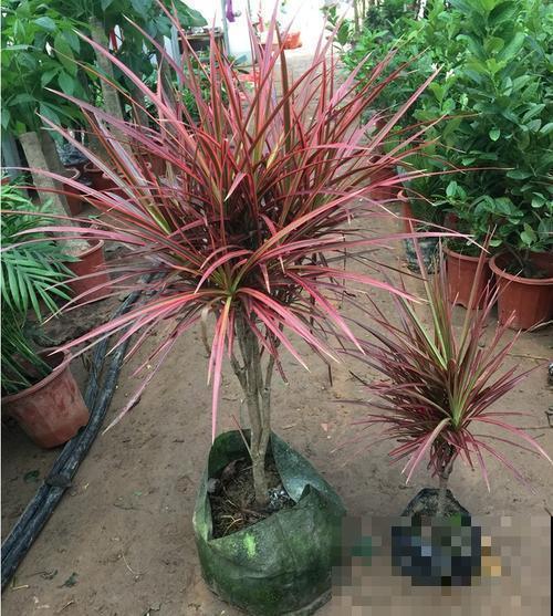 这几种花虽然长得丑，但还是有很多人喜欢养，到底差在哪？