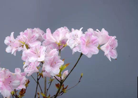 公认难养的花，他花10年时间养成盆景，价值翻倍！