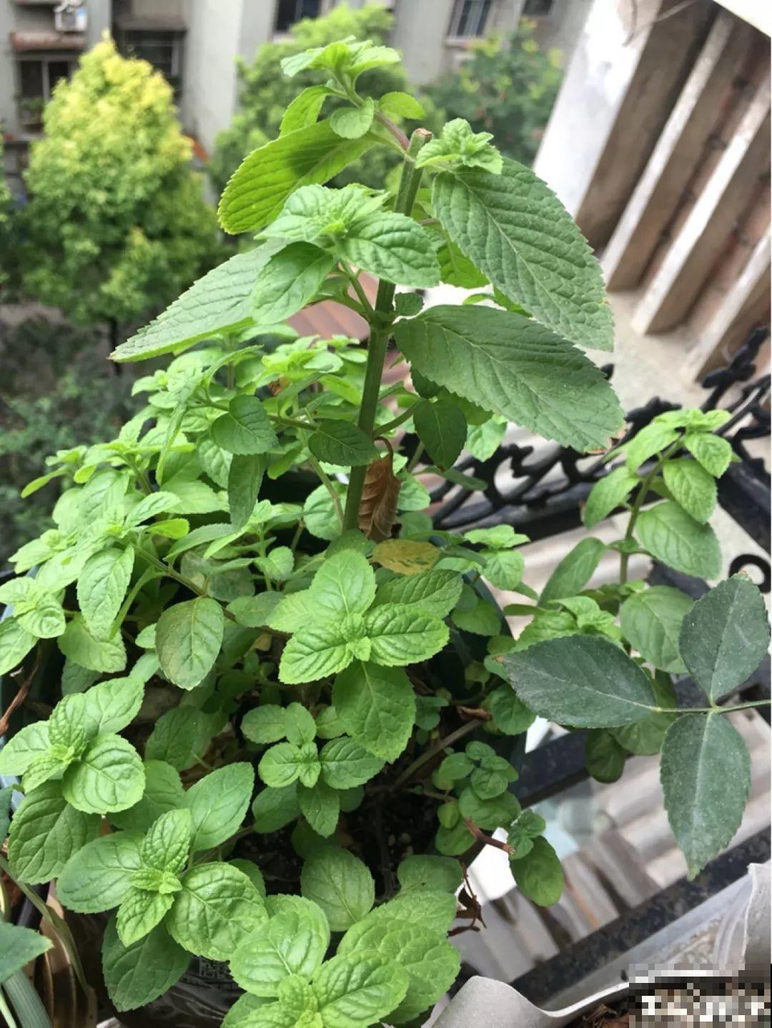 这12种花，夏天直接扔水里，蹭蹭长个开花拦不住！