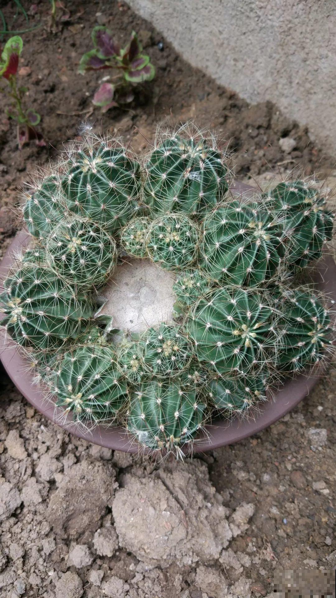 给花砍1刀，10天爆出20个芽，揪下一个，插土里就活！