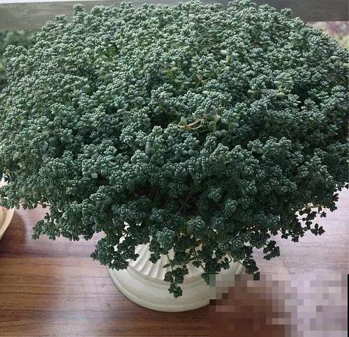 这8种多肉，现在扦插，插啥活啥，1个月就爆盆！