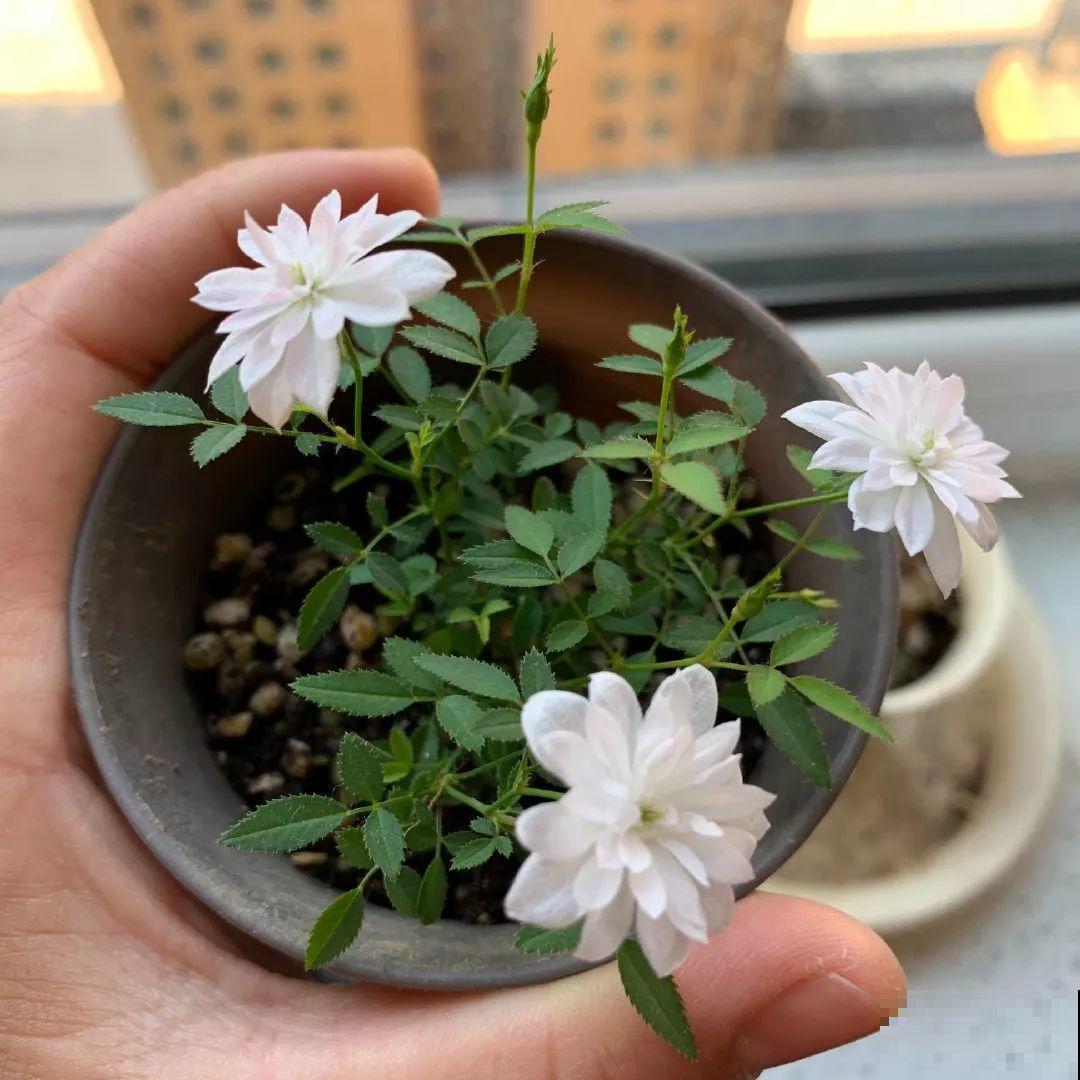 这花巴掌大，盆越小越挤，长得越旺盛！