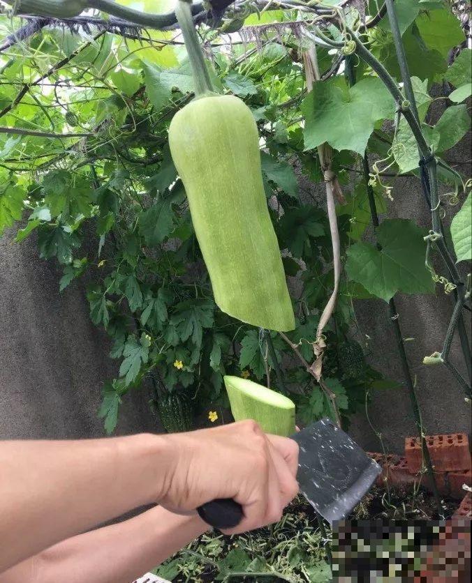 最奇葩的4种瓜，一边砍一边长，满树结出大鸡蛋！