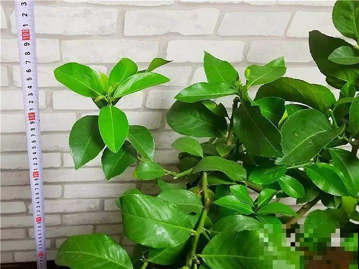 入秋之后，在家养棵柠檬树，结的果子能一直摘到冬天！