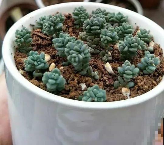 这8种多肉，现在扦插，插啥活啥，1个月就爆盆！