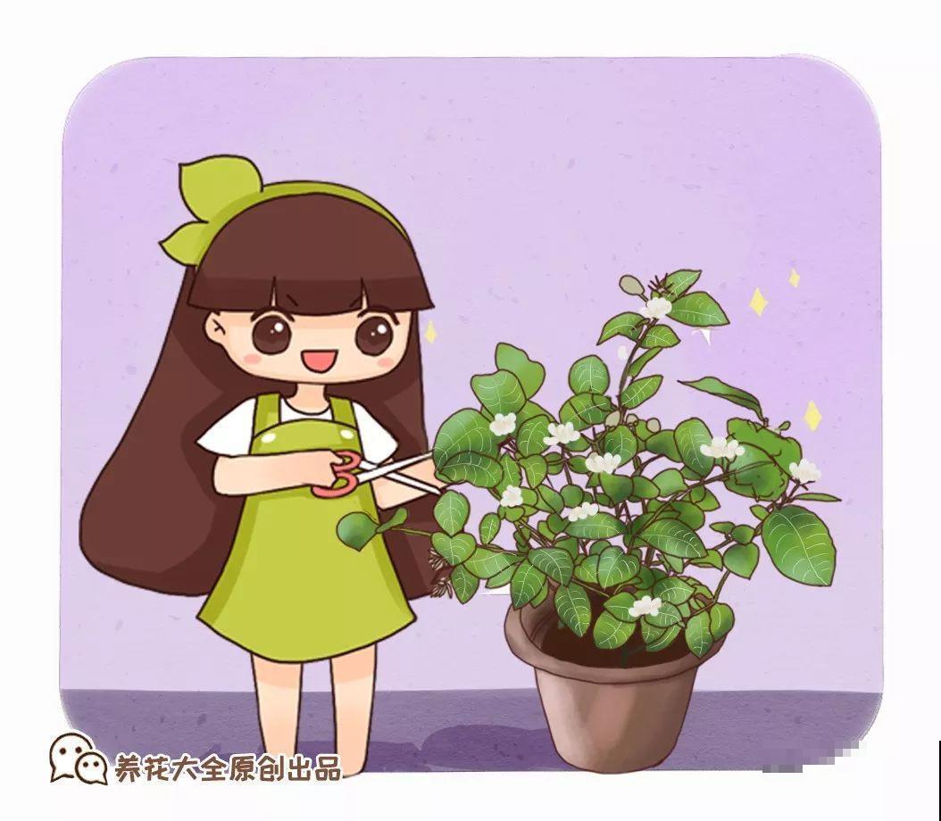 这花剪一茬开一茬，越晒花越多，整个夏天屋里都是香香的！