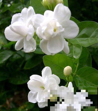 这花没开前像杂草，淋场雨就开花，美成小百合！