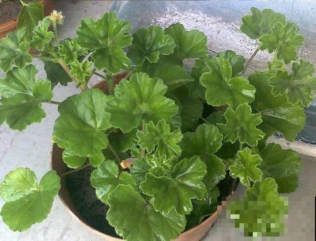 谁说这花夏必死？剪一刀添点土，立秋呼呼长新叶！