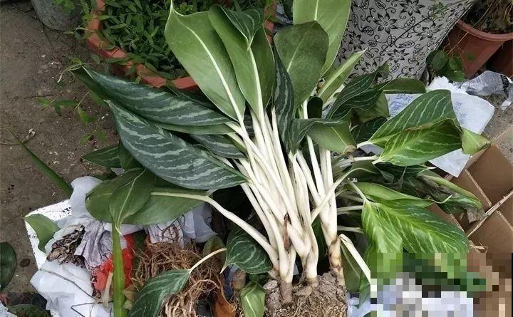 周末去这儿转一转，花和花盆随便捡，赚大发了！