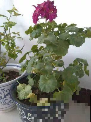 谁说这花夏必死？剪一刀添点土，立秋呼呼长新叶！