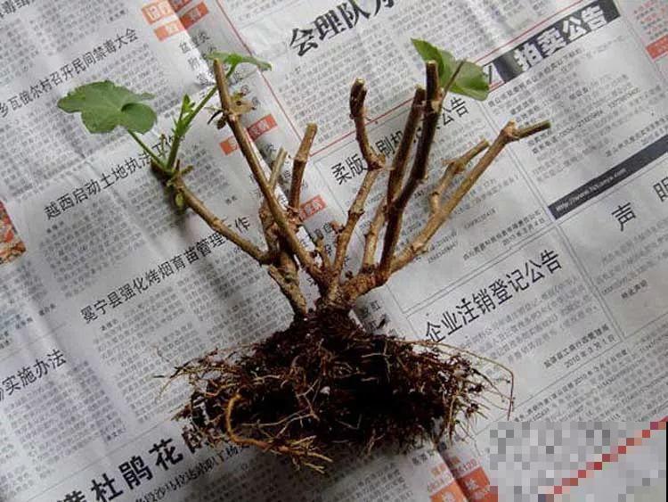 谁说这花夏必死？剪一刀添点土，立秋呼呼长新叶！