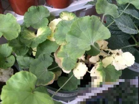 夏天养花黄叶子？赶紧剪一下，10天叶片绿的直滴油！