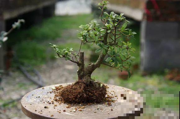公认难养的花，他花10年时间养成盆景，价值翻倍！