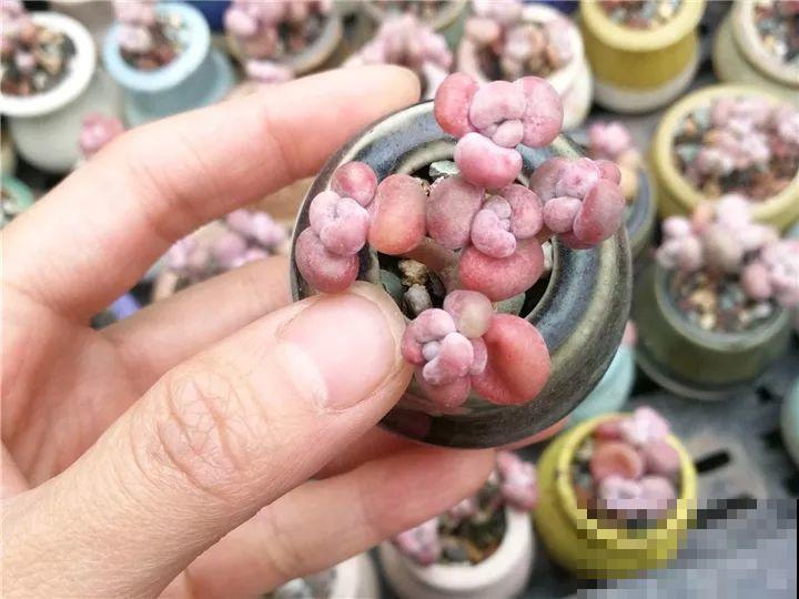 爸妈不在家，我在院子里疯狂种多肉，年年回家吓一跳！