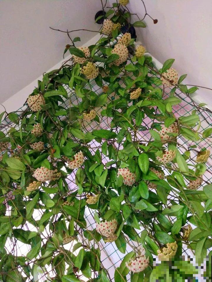 这花从春天到秋天，一茬接一茬，养在阳台美成一道风景线！