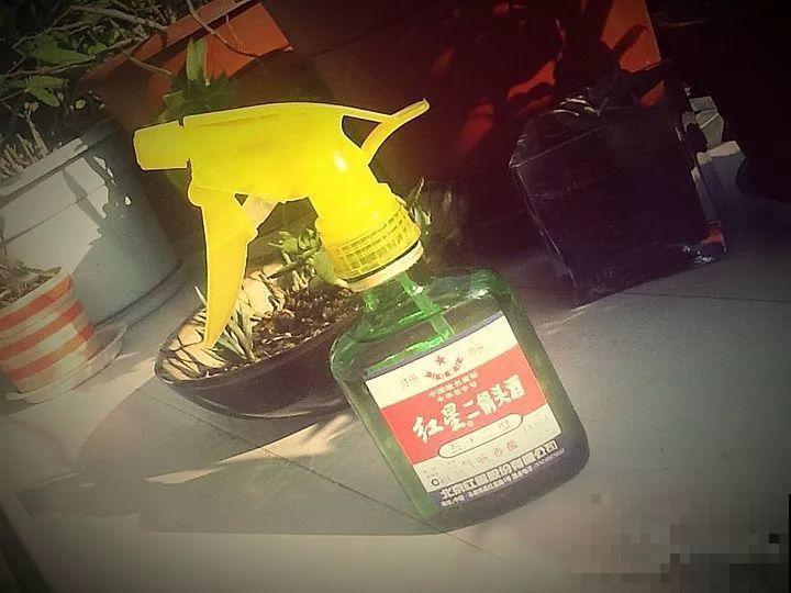 自从养了花，啥虫子没杀过，只要赶来总有几方法治！