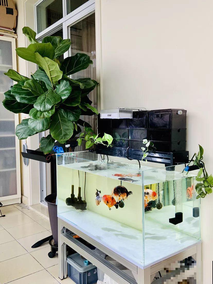 30种常见花的夏季浇水方法，告别烂根黄叶，养花无忧！