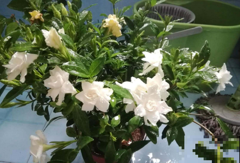 家家有的小苏打，还有这个隐藏技能，难怪大神都用它来养花！