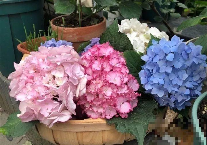 家里养这花，8月底必须剪，不然明年甭想赏花啦！