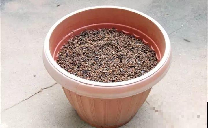 栀子茉莉千万别用这种土，养一盆死一盆！