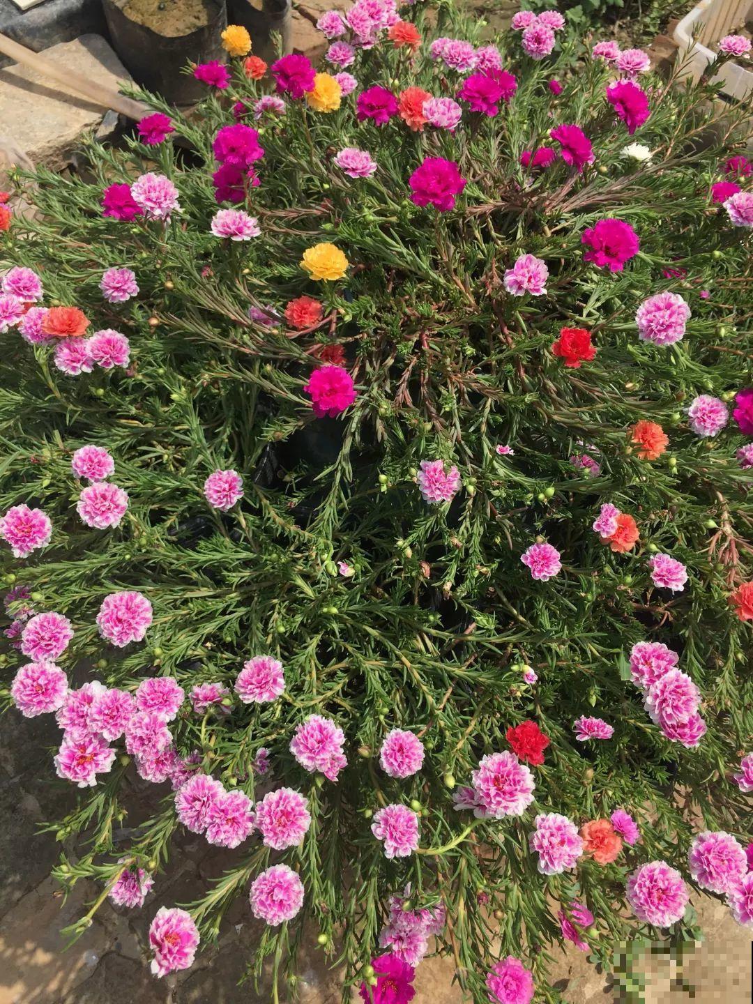 家里这20种花，只管浇水晒太阳，开花多到你嫌烦！